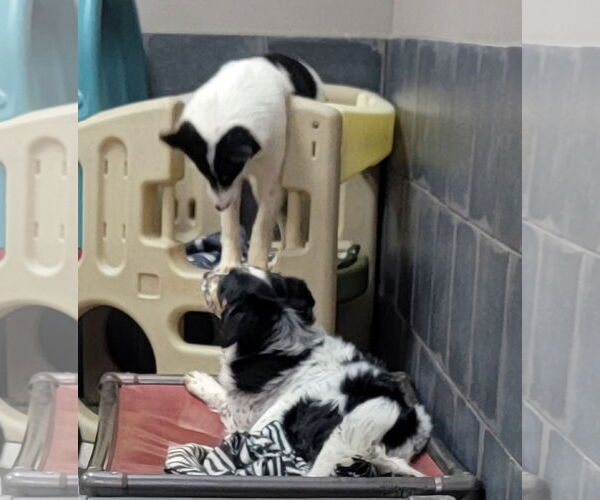 Medium Photo #18 Border Collie Puppy For Sale in Highland, IL, USA