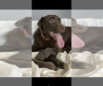 Small Photo #1 Labrador Retriever Puppy For Sale in STURGIS, MI, USA