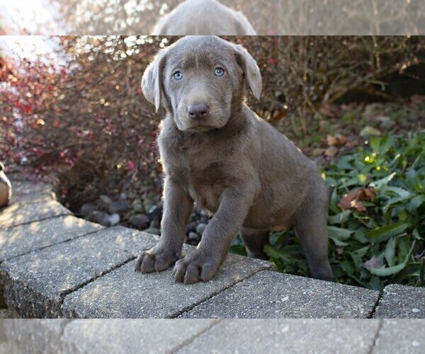 Medium Photo #3 Labrador Retriever Puppy For Sale in SUGARCREEK, OH, USA