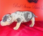 Small Photo #4 American Bully Puppy For Sale in TRENTON, NJ, USA