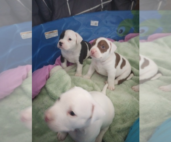 Medium Photo #5 American Bully Puppy For Sale in FRIDLEY, MN, USA