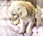 Small Photo #12 ShiChi Puppy For Sale in Wakefield, RI, USA