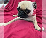 Small #2 Pug Mix