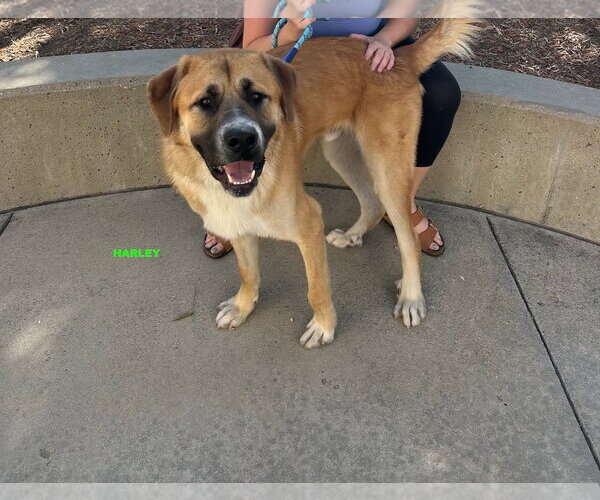 Medium Photo #4 Anatolian Shepherd-Unknown Mix Puppy For Sale in Woodland Hills, CA, USA