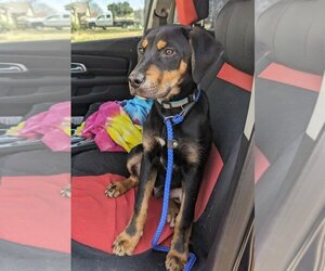 Rottweiler-Unknown Mix Dogs for adoption in Munford, TN, USA