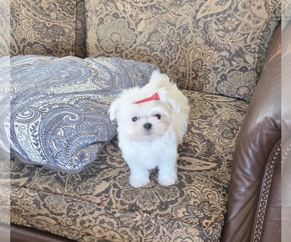 Medium Photo #1 Maltese Puppy For Sale in SANTA CLARITA, CA, USA
