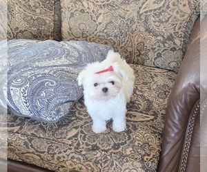 Maltese Puppy for sale in SANTA CLARITA, CA, USA