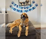 Small #1 Great Pyrenees Mix