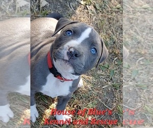American Pit Bull Terrier Puppy for sale in DELAWARE, OH, USA