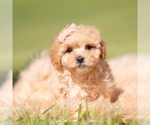 Small #5 Maltipoo (Miniature)