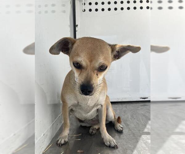 Medium Photo #1 Chihuahua Puppy For Sale in Stockton, CA, USA