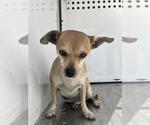 Small Chihuahua
