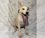 Small #1 German Shepherd Dog Mix