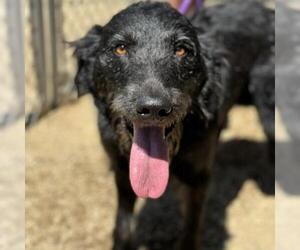 Poodle (Miniature)-Unknown Mix Dogs for adoption in San Diego, CA, USA