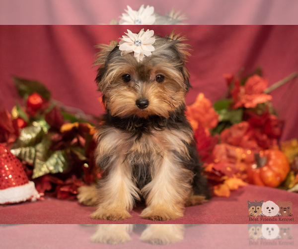 Medium Photo #1 Yorkshire Terrier Puppy For Sale in SAFFORD, AZ, USA