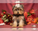Small Photo #1 Yorkshire Terrier Puppy For Sale in SAFFORD, AZ, USA