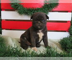 Small Photo #1 Jug-Pug Mix Puppy For Sale in MOUNT SOLON, VA, USA