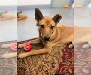 Charli - Female Shiba Inu-Unknown Mix Dog for Adoption - Photo #8