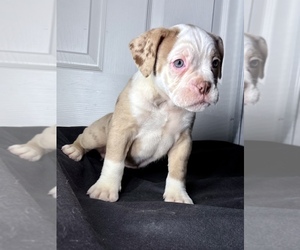 Olde English Bulldogge Puppy for sale in BAY POINT, CA, USA