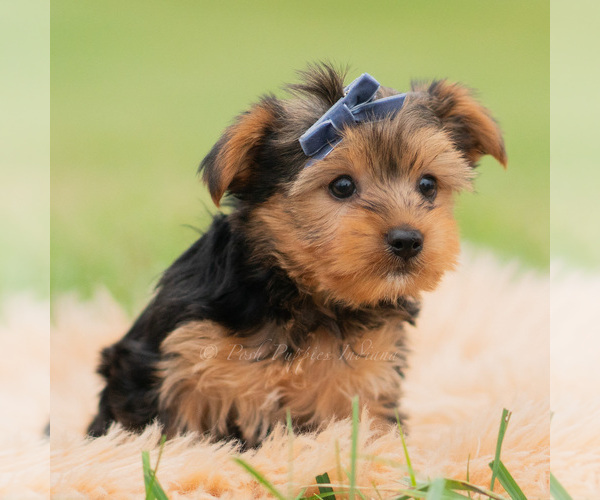 Medium Photo #3 Yorkshire Terrier Puppy For Sale in WARSAW, IN, USA