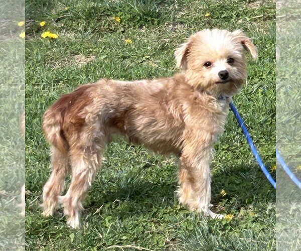 Medium Photo #3 Maltese-Unknown Mix Puppy For Sale in Batavia, OH, USA