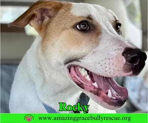 German Shepherd Dog-Unknown Mix Dogs for adoption in Milton, FL, USA