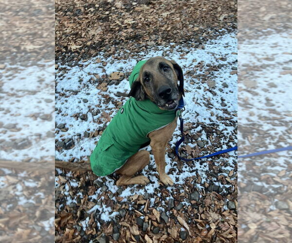 Medium Photo #3 Bloodhound-Unknown Mix Puppy For Sale in Brewster, NY, USA
