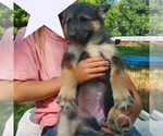 Puppy TBone Alaskan Malamute-German Shepherd Dog Mix