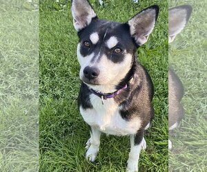 Siberian Husky-Unknown Mix Dogs for adoption in Hillsboro, MO, USA