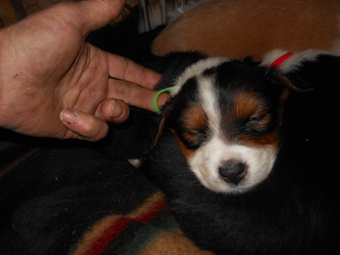 Medium Photo #1 English Shepherd Puppy For Sale in HENDERSON, NC, USA