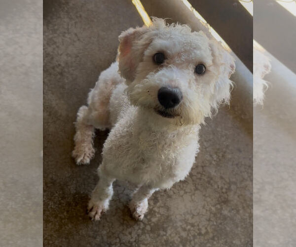 Medium Photo #1 Poodle (Standard)-Unknown Mix Puppy For Sale in Sistersville, WV, USA