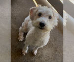 Small Poodle (Standard) Mix