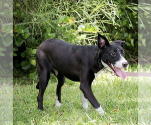 Hespera - Female American Bulldog Dog for Adoption - Photo #2