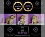 Small Photo #40 Poodle (Miniature) Puppy For Sale in WARSAW, IN, USA