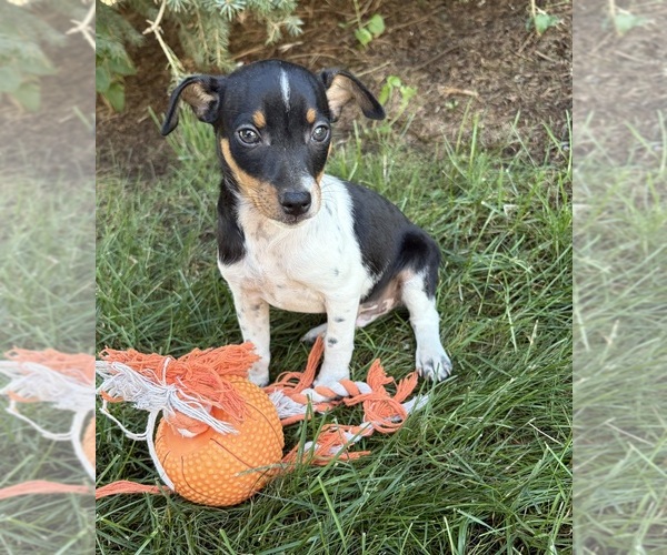 Medium Photo #6 Rat Terrier Puppy For Sale in MIDDLEBURY, IN, USA