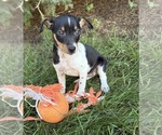 Small #5 Rat Terrier