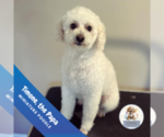 Small #7 Poodle (Miniature)