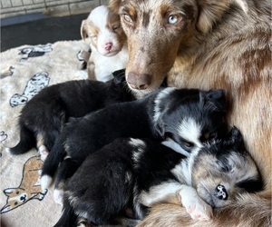 Australian Shepherd Litter for sale in BUSH, LA, USA