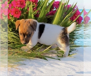 Jack Russell Terrier Puppy for sale in NASHVILLE, NC, USA