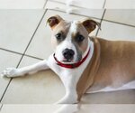 Small #2 American Pit Bull Terrier Mix