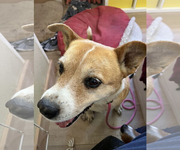 Medium Photo #3 Mutt Puppy For Sale in Denver , CO, USA