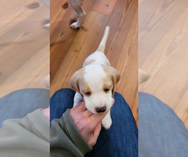 Medium Photo #5 Beagle Puppy For Sale in NEW ORLEANS, LA, USA