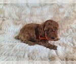 Small Photo #3 Poodle (Miniature) Puppy For Sale in HOMELAND, CA, USA