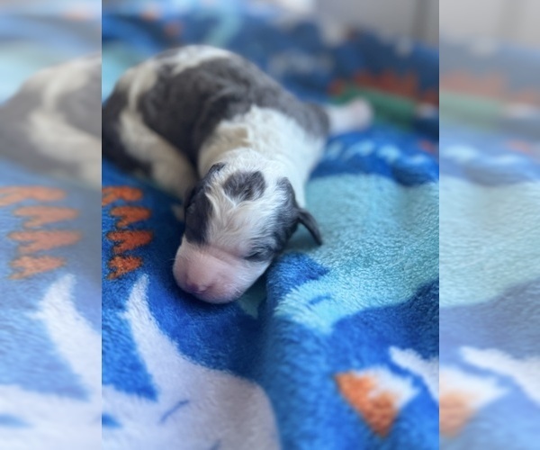 Medium Photo #19 Aussiedoodle-Bernedoodle Mix Puppy For Sale in BELTON, SC, USA