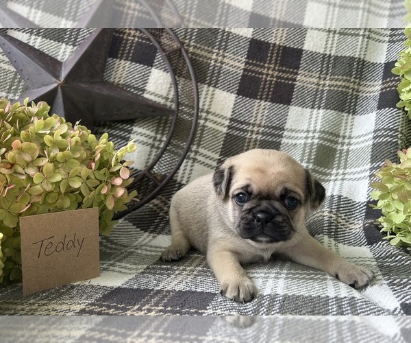 Medium Photo #1 Puggle Puppy For Sale in ELKTON, VA, USA