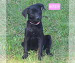 Small #2 Labrador Retriever Mix
