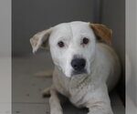 Small Labrador Retriever Mix