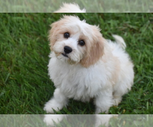 Cavachon Puppy for Sale in ELDORADO, Ohio USA