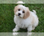 Small Cavachon