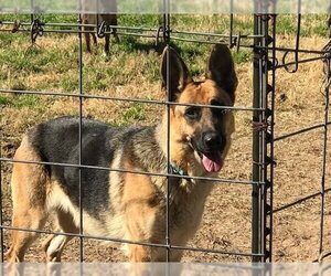 German Shepherd Dog Dogs for adoption in Rockdale, TX, USA